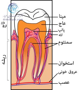 ساختمان دندان